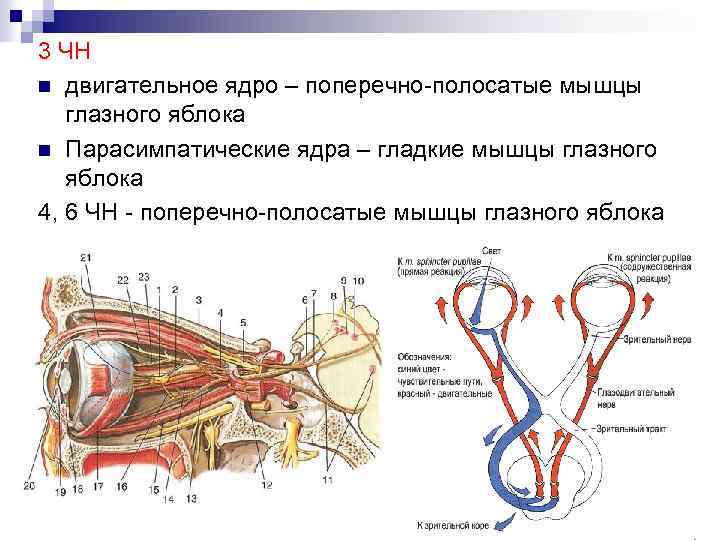 3 ЧН n двигательное ядро – поперечно-полосатые мышцы глазного яблока n Парасимпатические ядра –