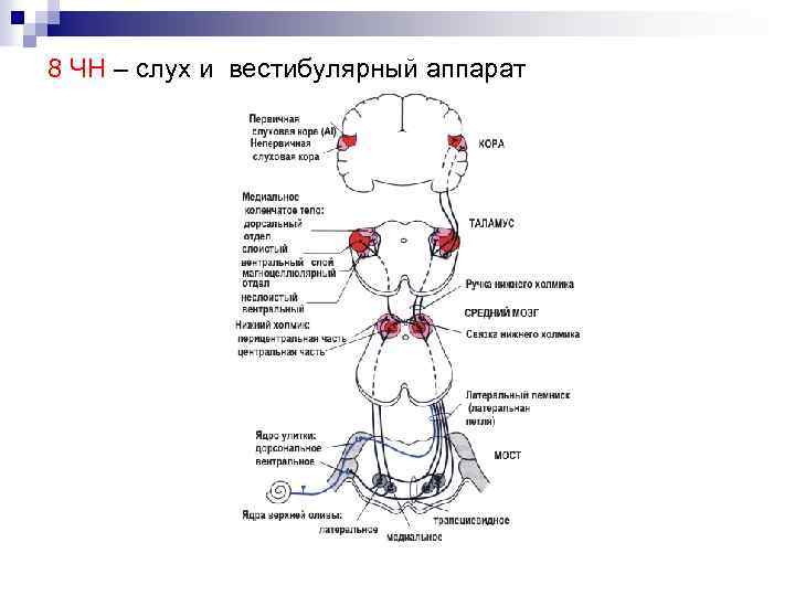 8 ЧН – слух и вестибулярный аппарат 