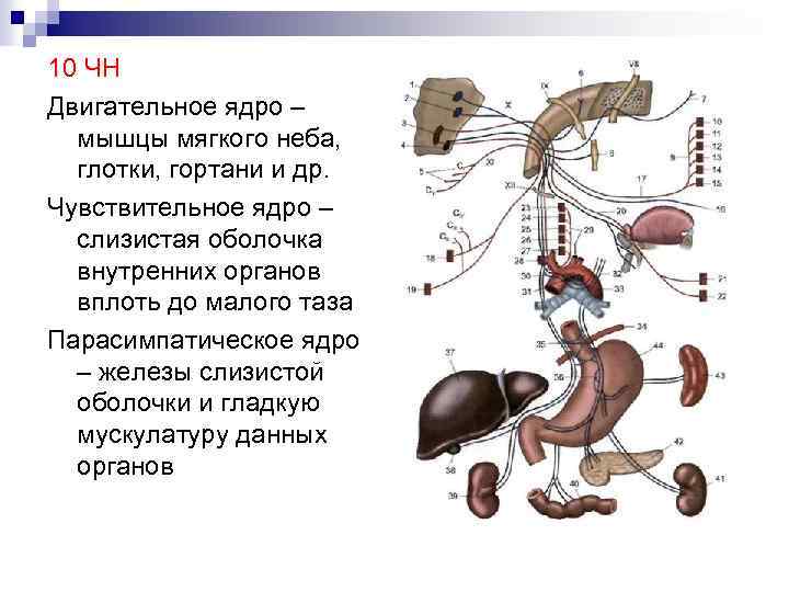10 ЧН Двигательное ядро – мышцы мягкого неба, глотки, гортани и др. Чувствительное ядро