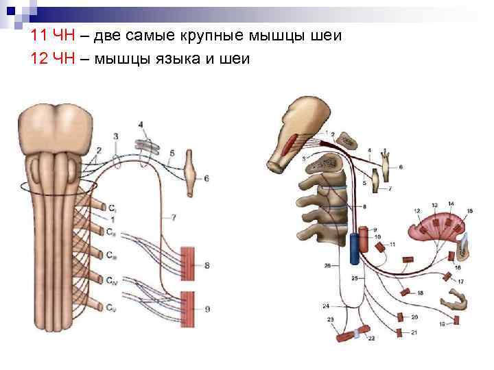 11 ЧН – две самые крупные мышцы шеи 12 ЧН – мышцы языка и