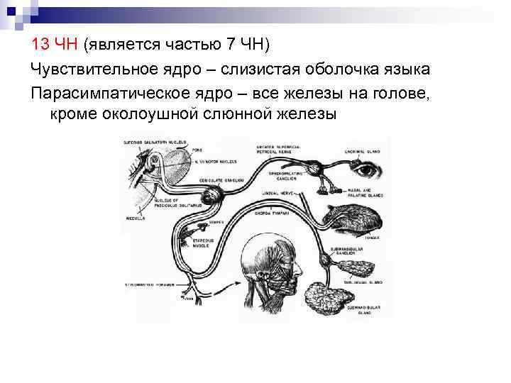 13 ЧН (является частью 7 ЧН) Чувствительное ядро – слизистая оболочка языка Парасимпатическое ядро
