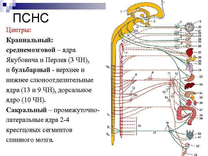 ПСНС Центры: Краниальный: среднемозговой – ядра Якубовича и Перлея (3 ЧН), и бульбарный -