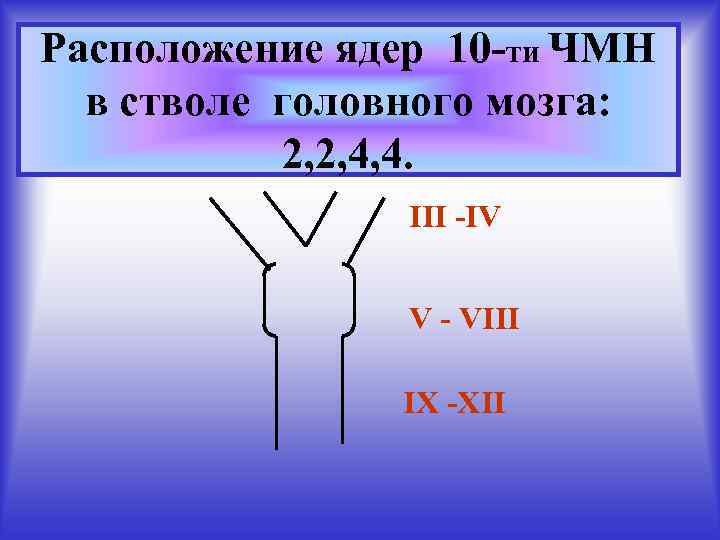 Расположение ядер 10 -ти ЧМН в стволе головного мозга: 2, 2, 4, 4. III