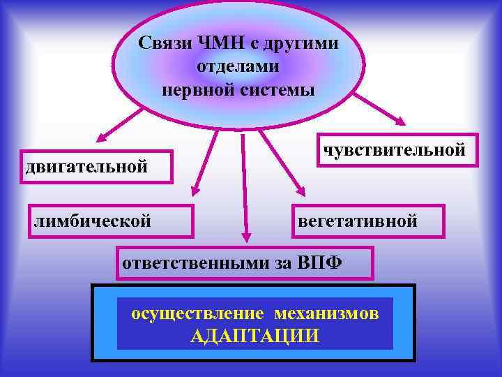 Связи ЧМН с другими отделами нервной системы двигательной лимбической чувствительной вегетативной ответственными за ВПФ