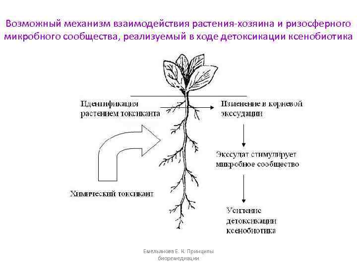 Возможный механизм взаимодействия растения-хозяина и ризосферного микробного сообщества, реализуемый в ходе детоксикации ксенобиотика Емельянова