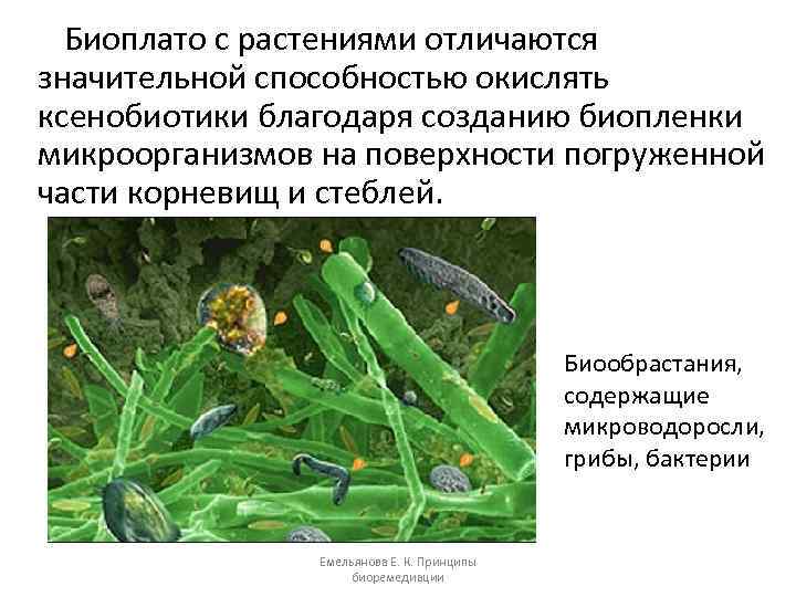 Биоплато с растениями отличаются значительной способностью окислять ксенобиотики благодаря созданию биопленки микроорганизмов на поверхности