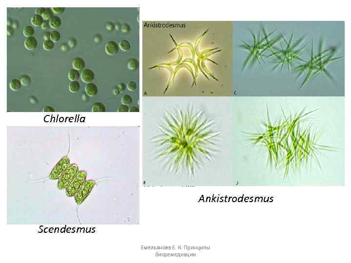 Chlorella Ankistrodesmus Scendesmus Емельянова Е. К. Принципы биоремедиации 