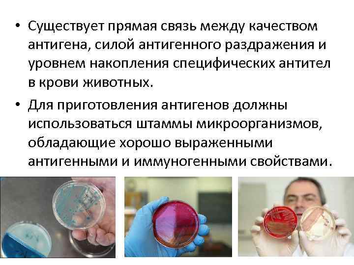  • Существует прямая связь между качеством антигена, силой антигенного раздражения и уровнем накопления