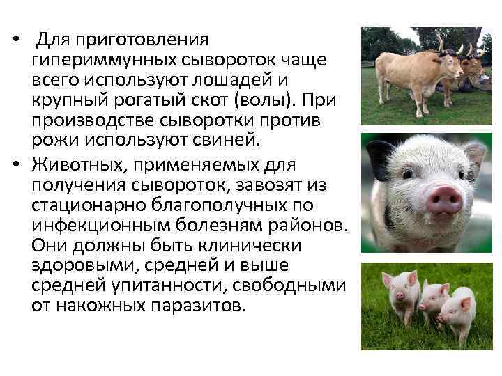  • Для приготовления гипериммунных сывороток чаще всего используют лошадей и крупный рогатый скот