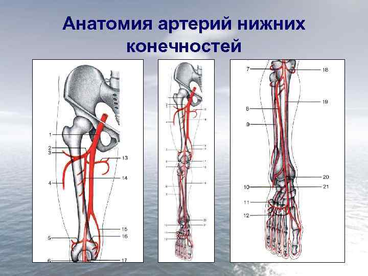 Анатомия артерий нижних конечностей 