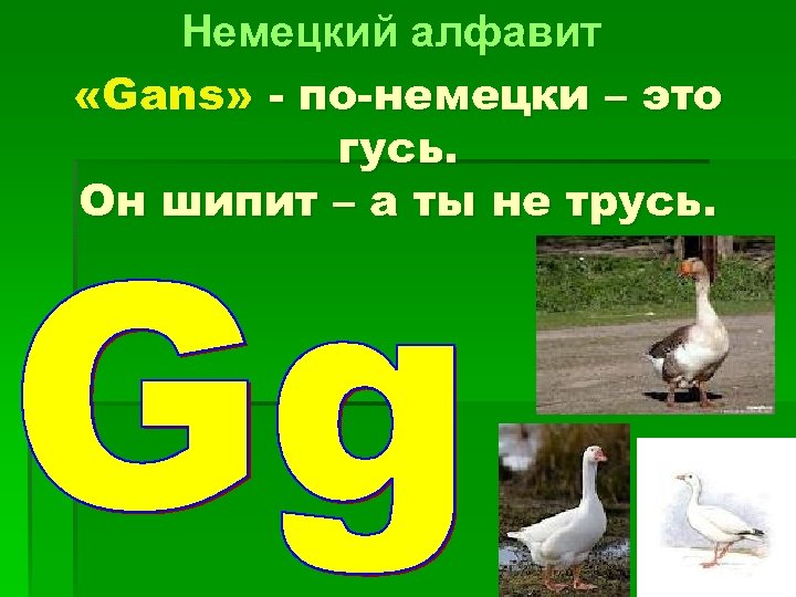 Немецкий алфавит «Gans» - по-немецки – это гусь. Он шипит – а ты не