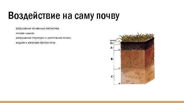 Воздействие на саму почву разрушение почвенных экосистем; потеря гумуса; разрушение структуры и уплотнение почвы;