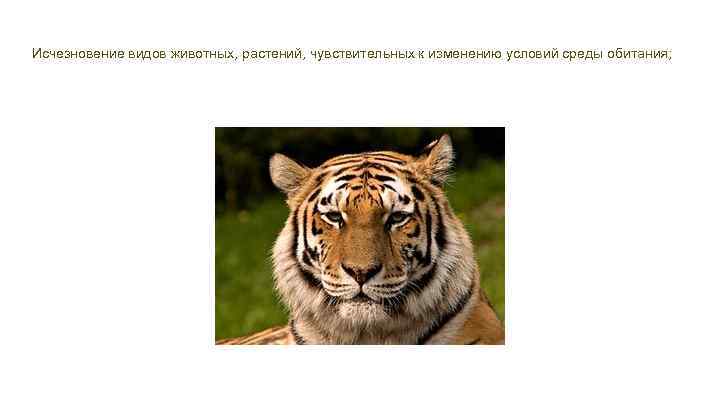Исчезновение видов животных, растений, чувствительных к изменению условий среды обитания; 