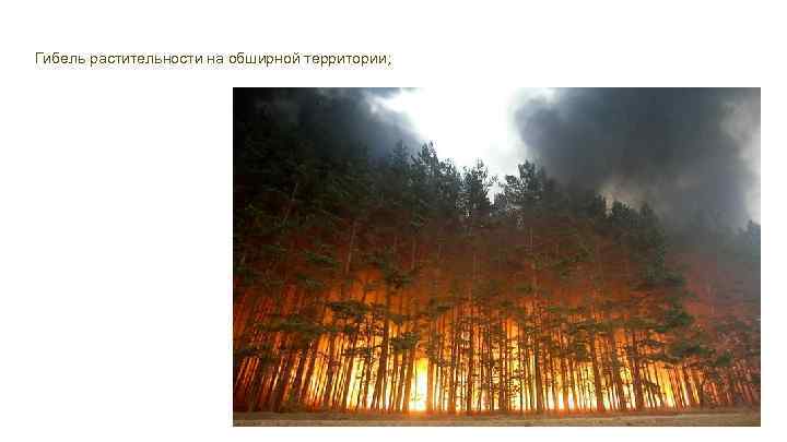 Гибель растительности на обширной территории; 