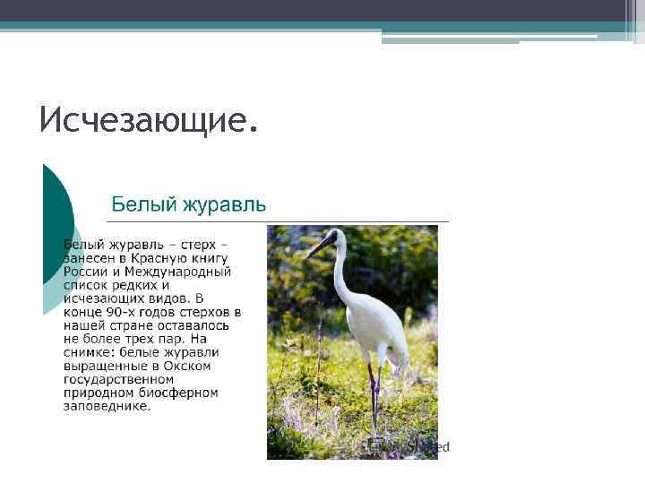 Исчезающие. 