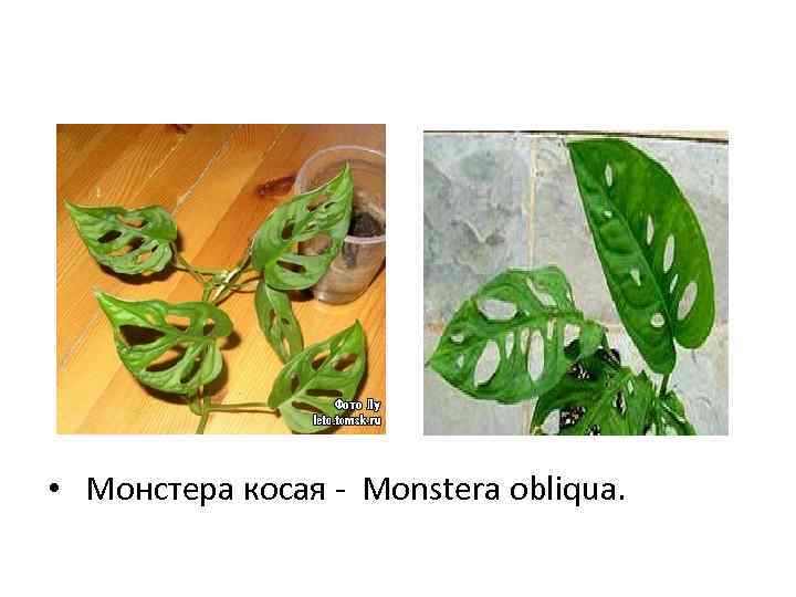  • Монстера косая - Monstera obliqua. 