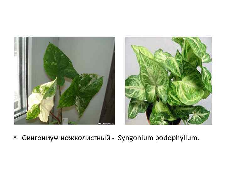  • Сингониум ножколистный - Syngonium podophyllum. 