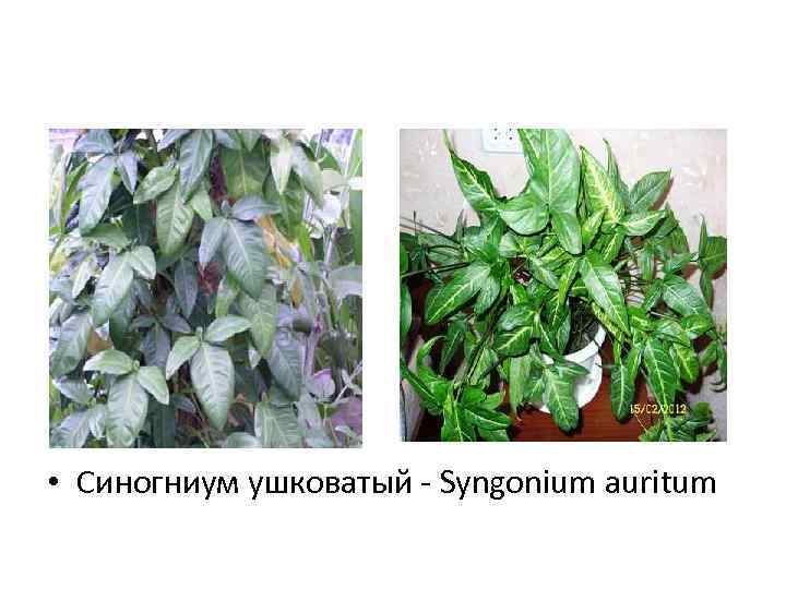  • Синогниум ушковатый - Syngonium auritum 