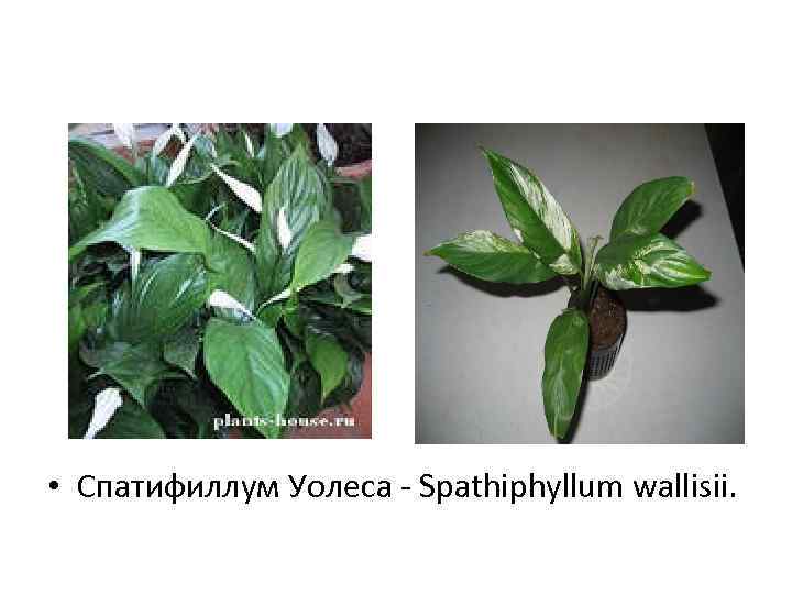  • Спатифиллум Уолеса - Spathiphyllum wallisii. 