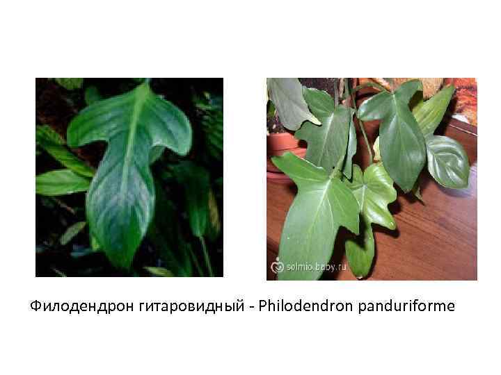 Филодендрон гитаровидный - Philodendron panduriforme 