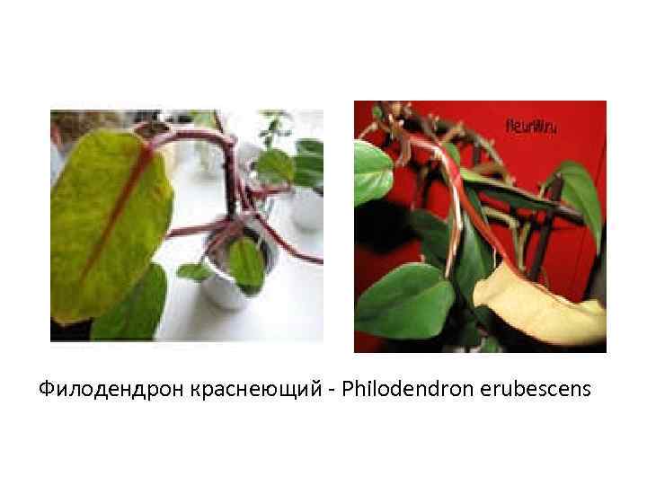 Филодендрон краснеющий - Philodendron erubescens 