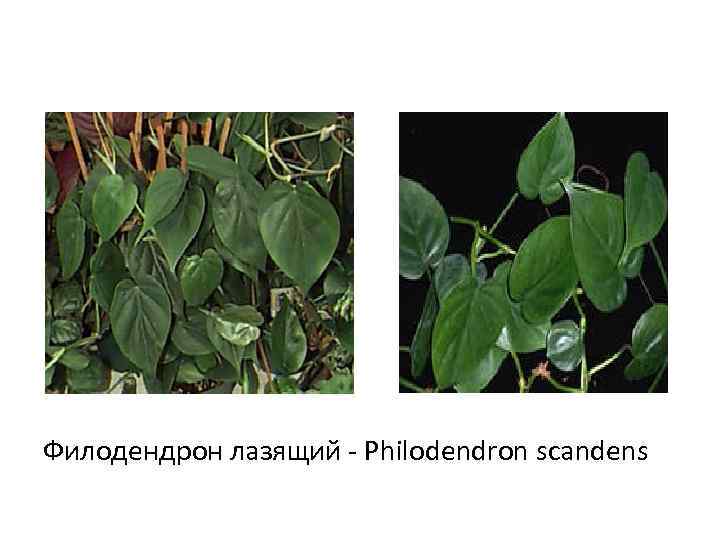 Филодендрон лазящий - Philodendron scandens 