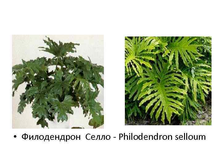  • Филодендрон Селло - Philodendron selloum 