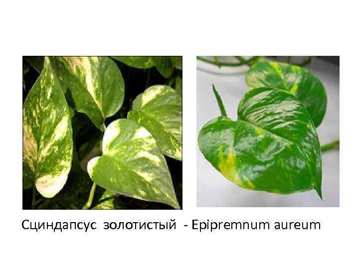 Сциндапсус золотистый - Epipremnum aureum 