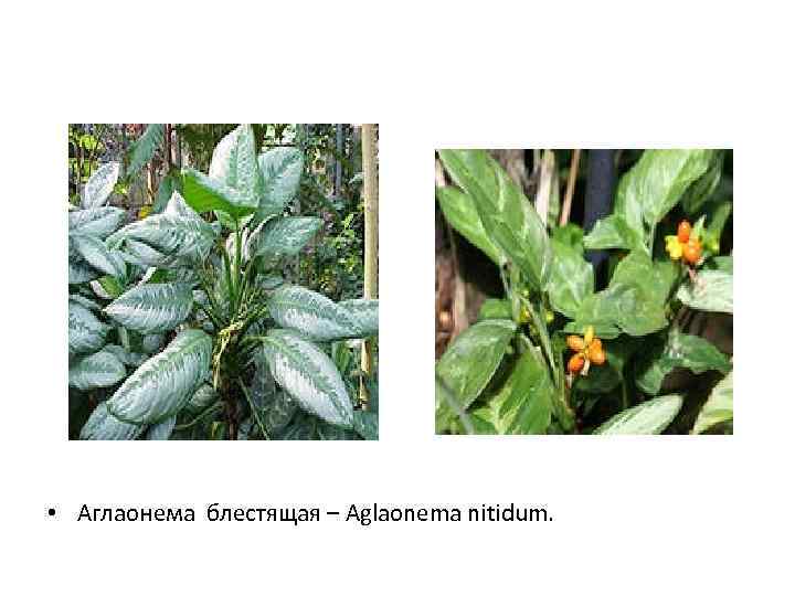  • Аглаонема блестящая – Aglaonema nitidum. 