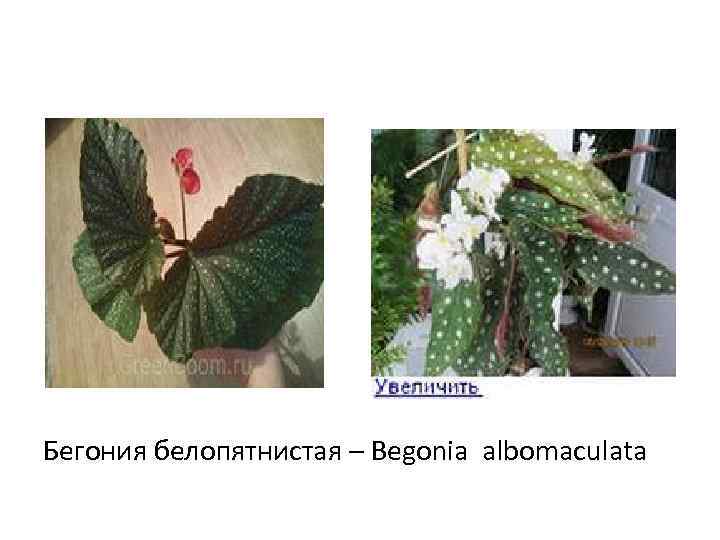 Бегония белопятнистая – Begonia albomaculata 