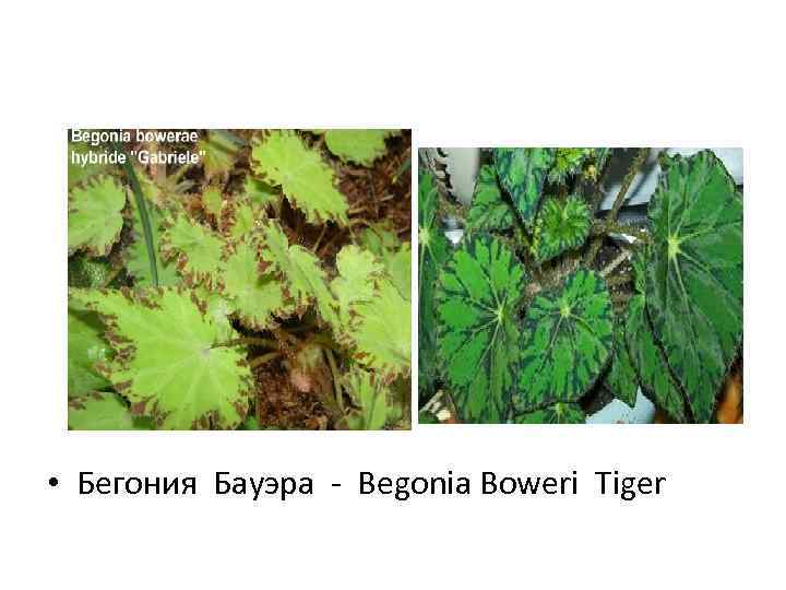  • Бегония Бауэра - Begonia Boweri Tiger 