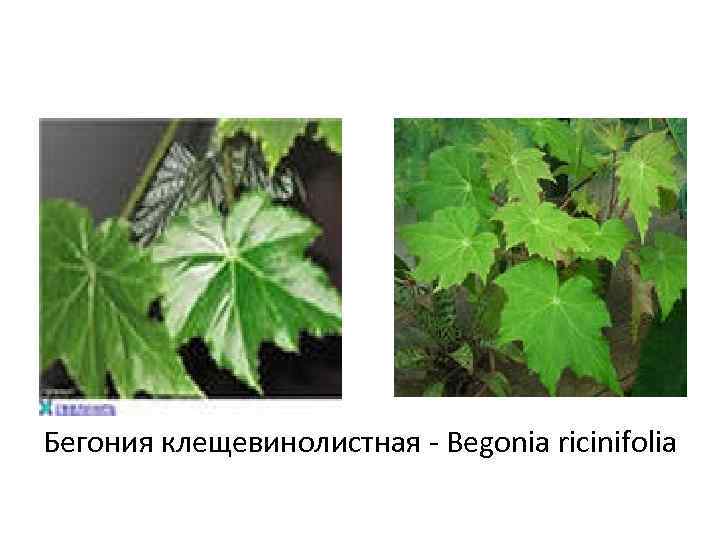 Бегония клещевинолистная - Begonia ricinifolia 