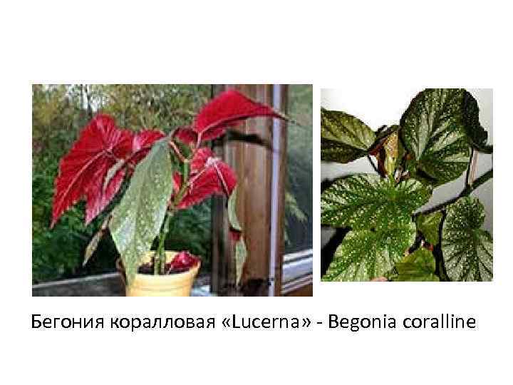 Бегония коралловая «Lucerna» - Begonia coralline 