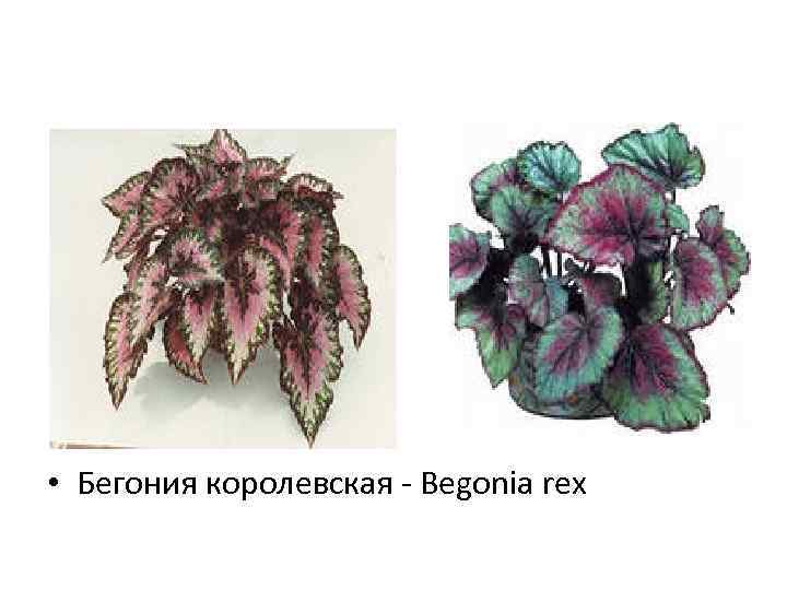  • Бегония королевская - Begonia rex 