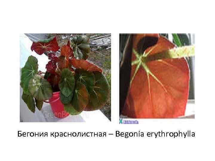 Бегония краснолистная – Begonia erythrophylla 