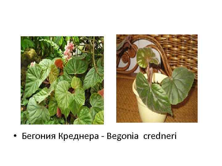  • Бегония Креднера - Begonia credneri 