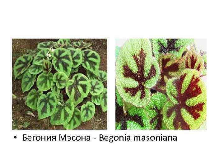  • Бегония Мэсона - Begonia masoniana 