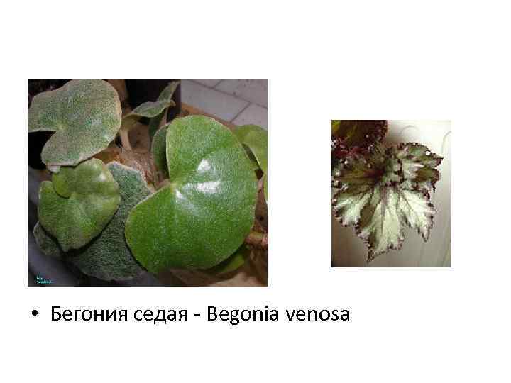  • Бегония седая - Begonia venosa 