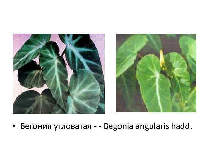  • Бегония угловатая - - Begonia angularis hadd. 