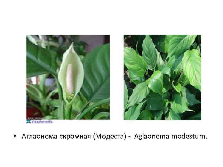  • Аглаонема скромная (Модеста) - Aglaonema modestum. 