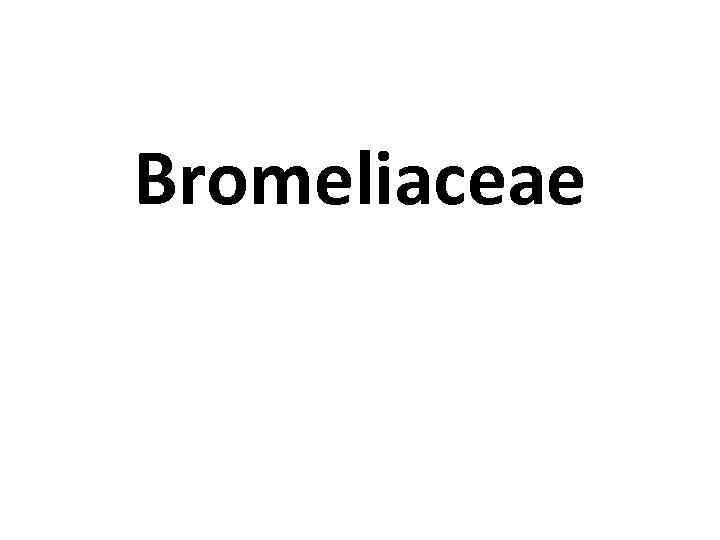 Вromeliaceae 