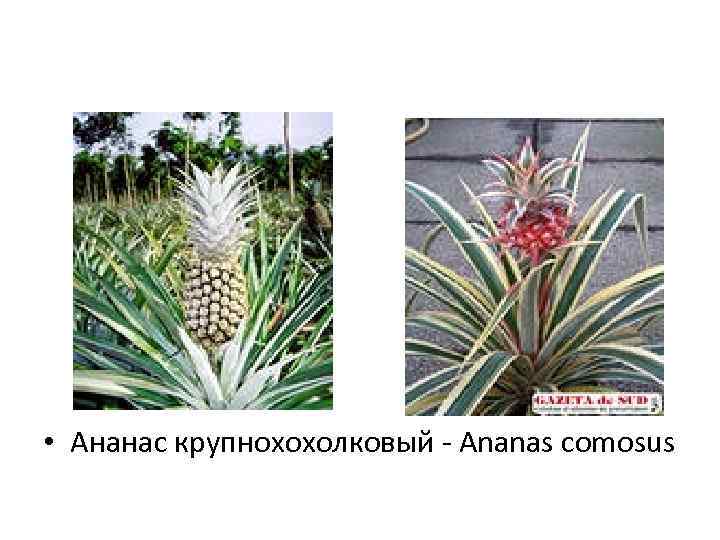  • Ананас крупнохохолковый - Ananas comosus 