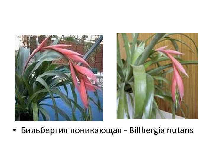  • Бильбергия поникающая - Billbergia nutans 