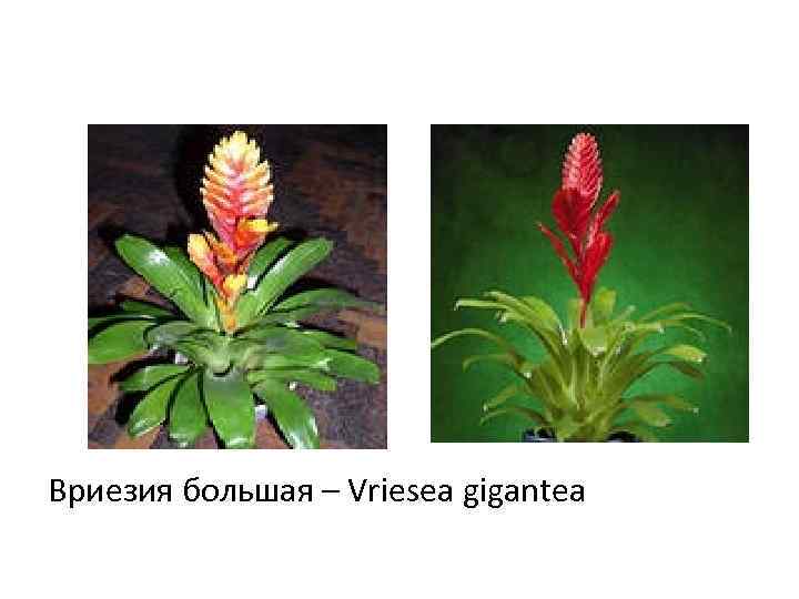 Вриезия большая – Vriesea gigantea 