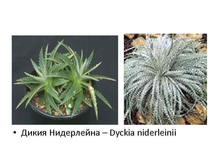  • Дикия Нидерлейна – Dyckia niderleinii 