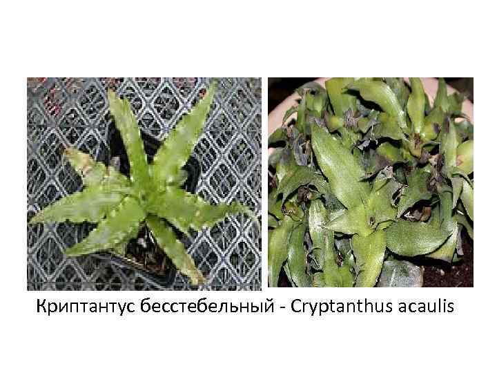 Криптантус бесстебельный - Cryptanthus acaulis 