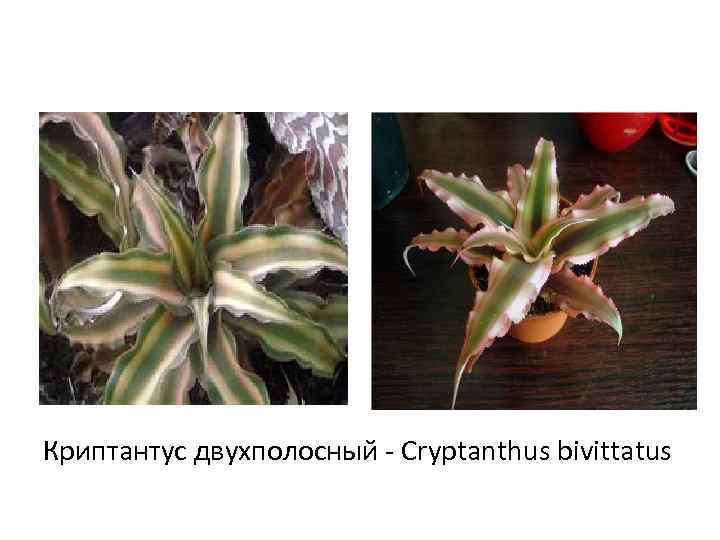 Криптантус двухполосный - Cryptanthus bivittatus 