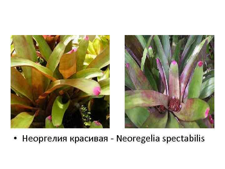  • Неоргелия красивая - Neoregelia spectabilis 