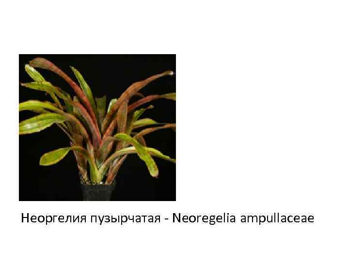 Неоргелия пузырчатая - Neoregelia ampullaceae 