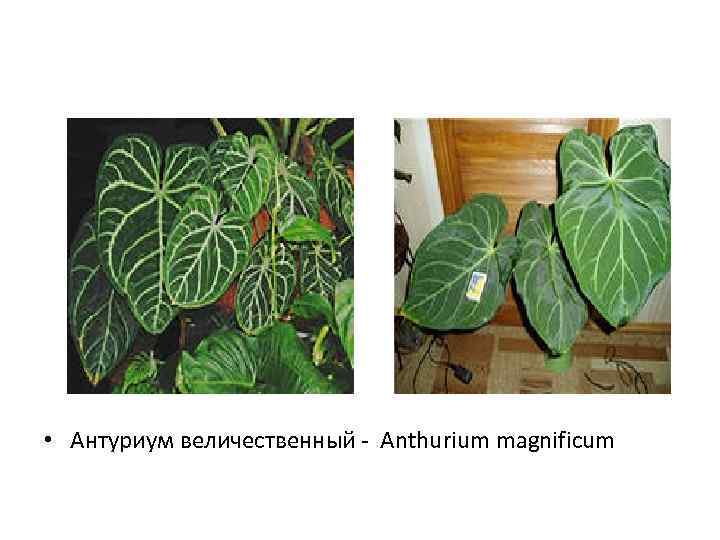  • Антуриум величественный - Anthurium magnificum 